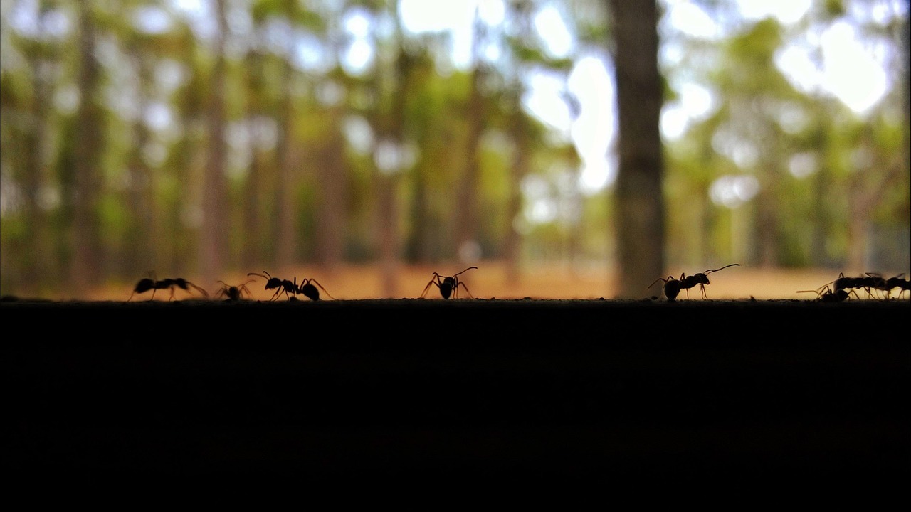 365帧光阴，用视频定格生活的每一刻